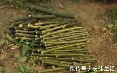 水杨酸|用“土方法”制作的花肥，才是养花“万能肥”，养啥旺啥