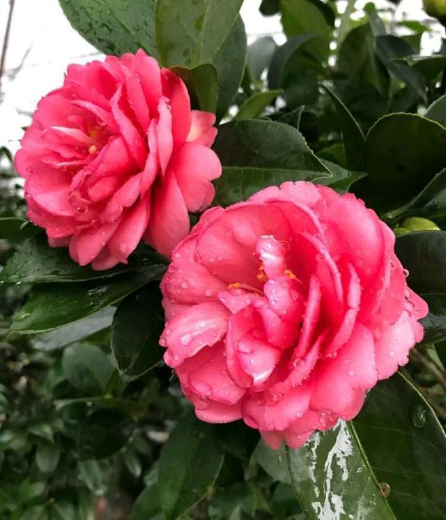 茶花的根快烂了，还能拯救吗，茶花换盆不是你想换就换