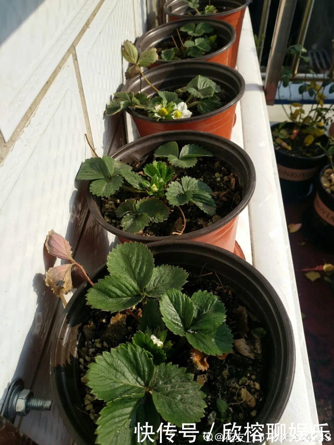 花花|大粗杆插土里，7天生根，当年结果压弯枝，不用买水果了！