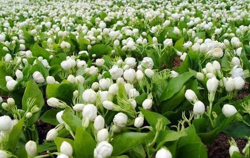 一种花，花香“飘满屋“，花开如“白雪”，阳台养一盆，清香扑鼻