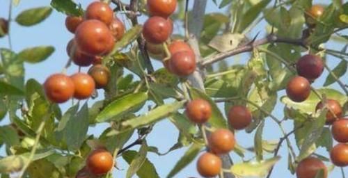 养颜|脸上悄悄涌现细纹，女性注意，此食物多吃点，保湿锁水，排毒养颜