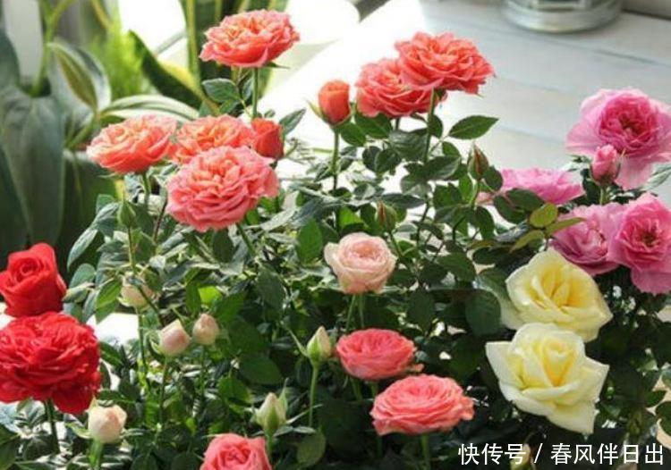 5种花养家里,好养又漂亮,开花多花期长,价格便宜不心疼