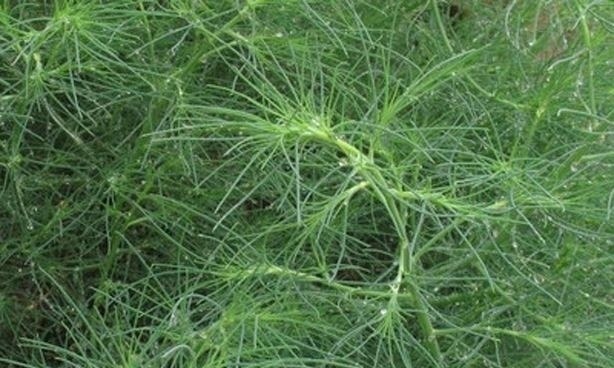 降血压|农村随处可见的野菜,降血压,补虚止咳,助消化,全家都要多吃