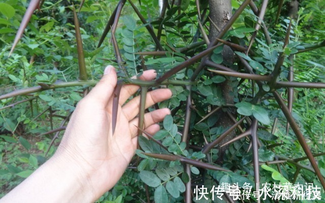 伙伴们|农村一种满身刺的植物,蛇见到就跑,刺却很珍贵,80元一斤