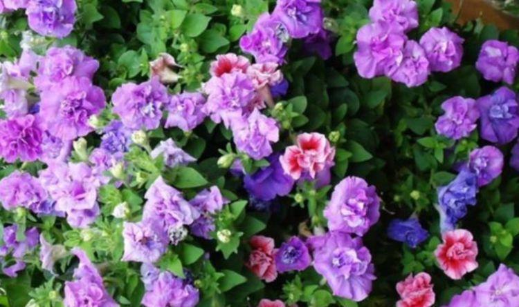 5种花很好养,耐热耐晒更耐旱,一养就上瘾