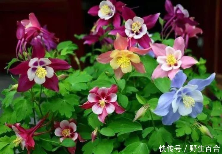 养花就养这几款,全年开花不停,好养易活,还可净化空气