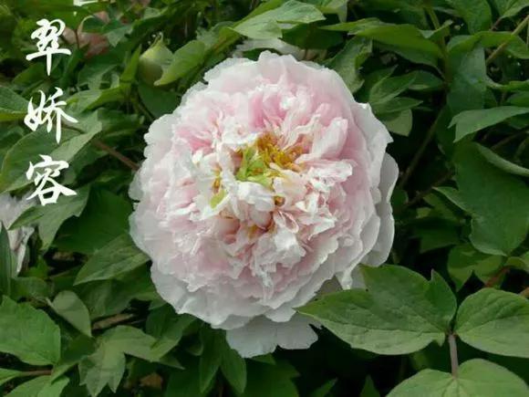 喜欢牡丹花，却一不小心买到芍药！附牡丹花品种图鉴大全