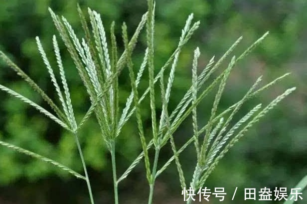 疮疡肿痛|农村人讨厌的野草”牛筋草“，竟有这么多妙处，你还不知道吗