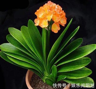 养君子兰3年不开花现在给它用点“小手段”，不出俩月出花苞