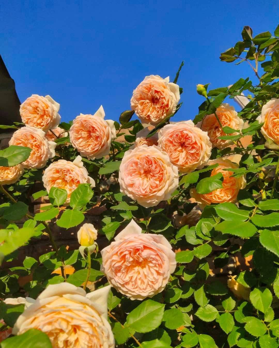 “最累”的8种花,花开连续几个月,一次开花几百朵