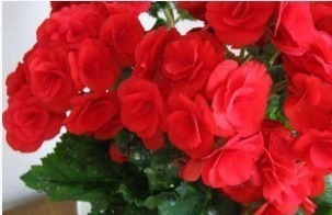 大神|“此花”不是大神“不敢”碰,浇水就烂根、叶,新手这谁养得活