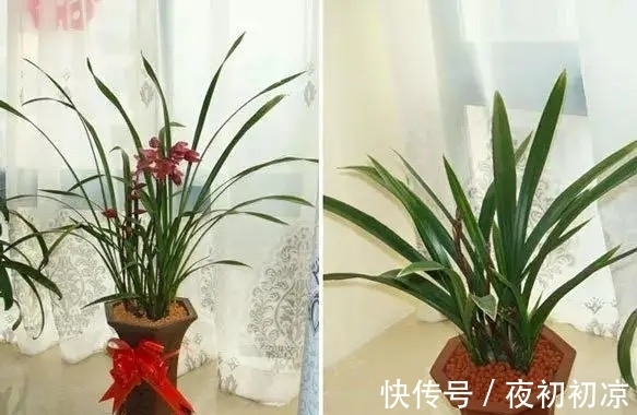 王姐|养兰花究竟有多难?听了王姐一番话才知道,原来的养护方法都错了