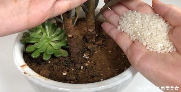变质的花生可以做肥料吗
