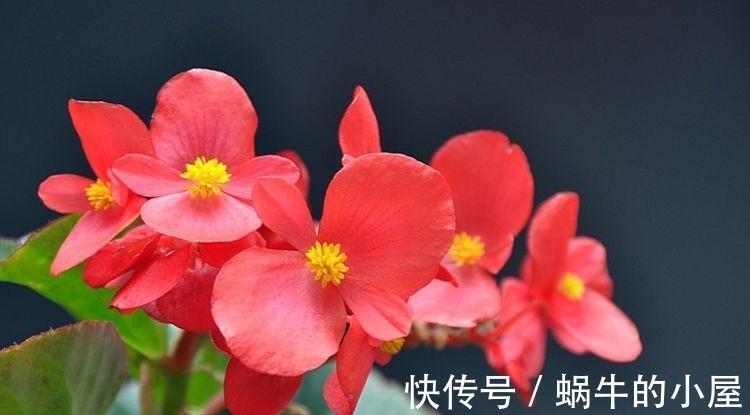 农历九月十八霜降后,养什么花?家里养3种花,生活无忧平安喜乐