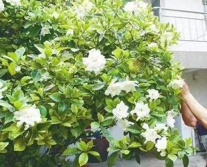养好栀子花,要天天“风流”,不黄叶不烂根,,一次开花上百朵
