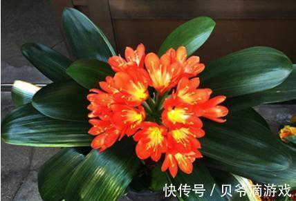适合客厅养的“6种花”,一个比一个好养,一个比一个好看