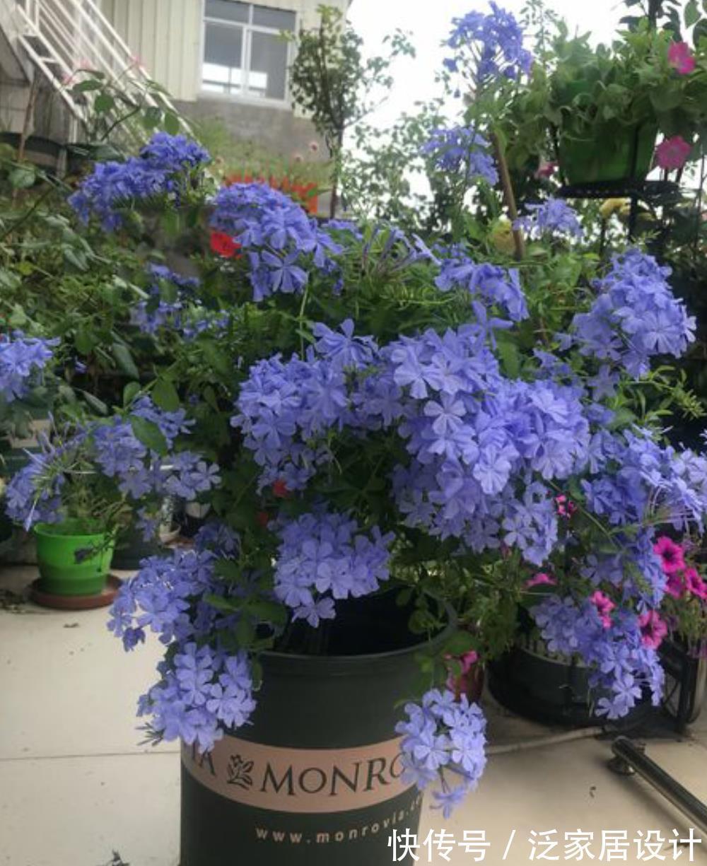 太阳花|8种“漂亮花”,堪称“不死花”,随便养一养,新芽爆满缸