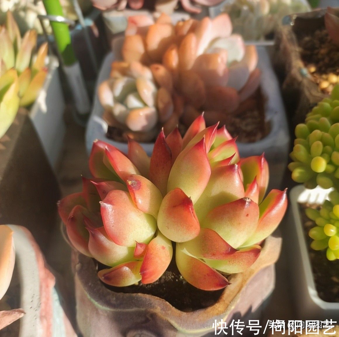 我可以|我可以不管你，但你必须要“美”，美似天仙的多肉，你爱了吗？