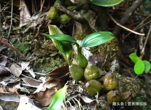 野生植物|若你在山上有幸见到它们，请好好珍惜，药用价值极高，可遇不可求