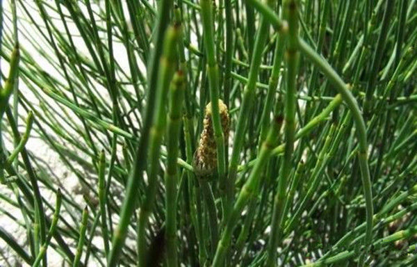 什么是“节节草”老人用节节草泡脚,十几年的老问题轻松解决