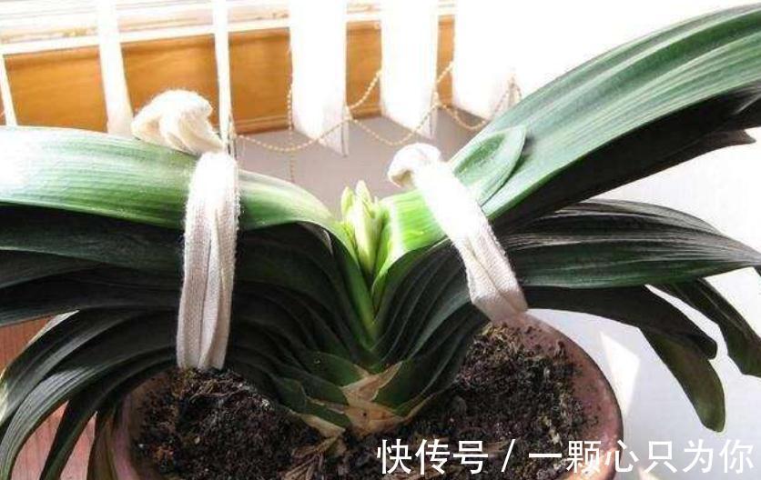 4个“因素”影响君子兰开花,如果操作不当,就会出现“夹箭”
