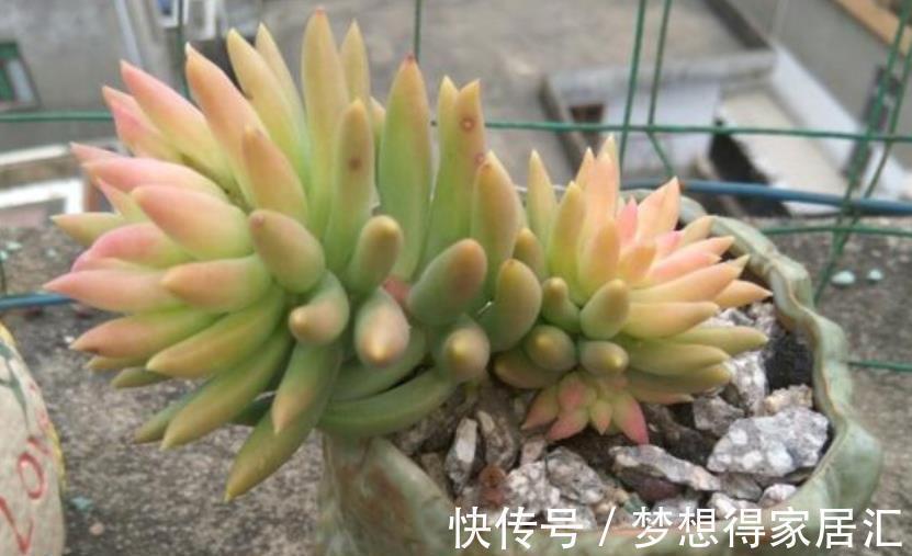多肉植物|3种高颜值多肉，有人喜欢有人厌，掌握喜好容易出状态