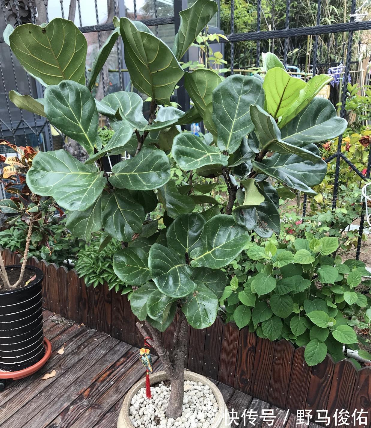 橡皮树|客厅养花,就养“大树”,2年长成“绿巨人”,优雅漂亮,品位佳