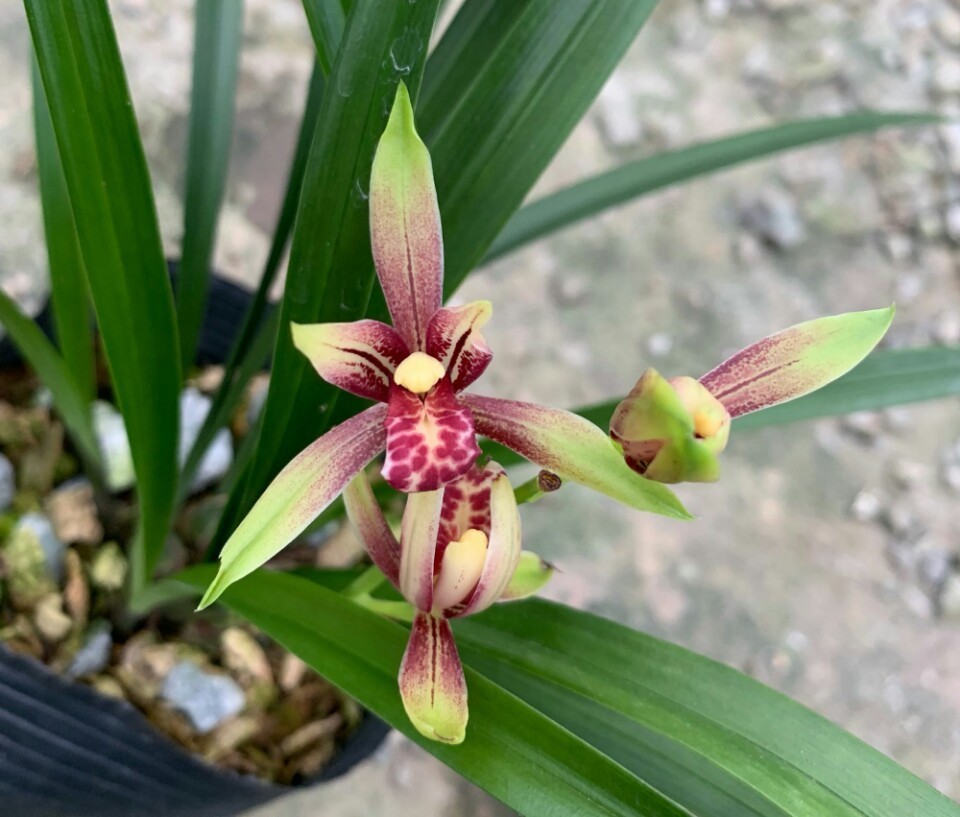 养兰花盆土老是有虫简单4招,盆土不招虫,不停蹭蹭冒新芽