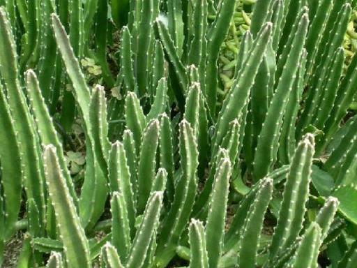 养了3年的“仙人掌”终于开花了，直接请到屋外，难闻