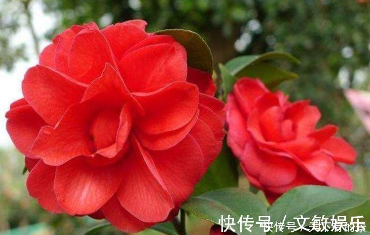 光照|4种花超漂亮，个个美出状态，家里养一盆，招财又纳福！