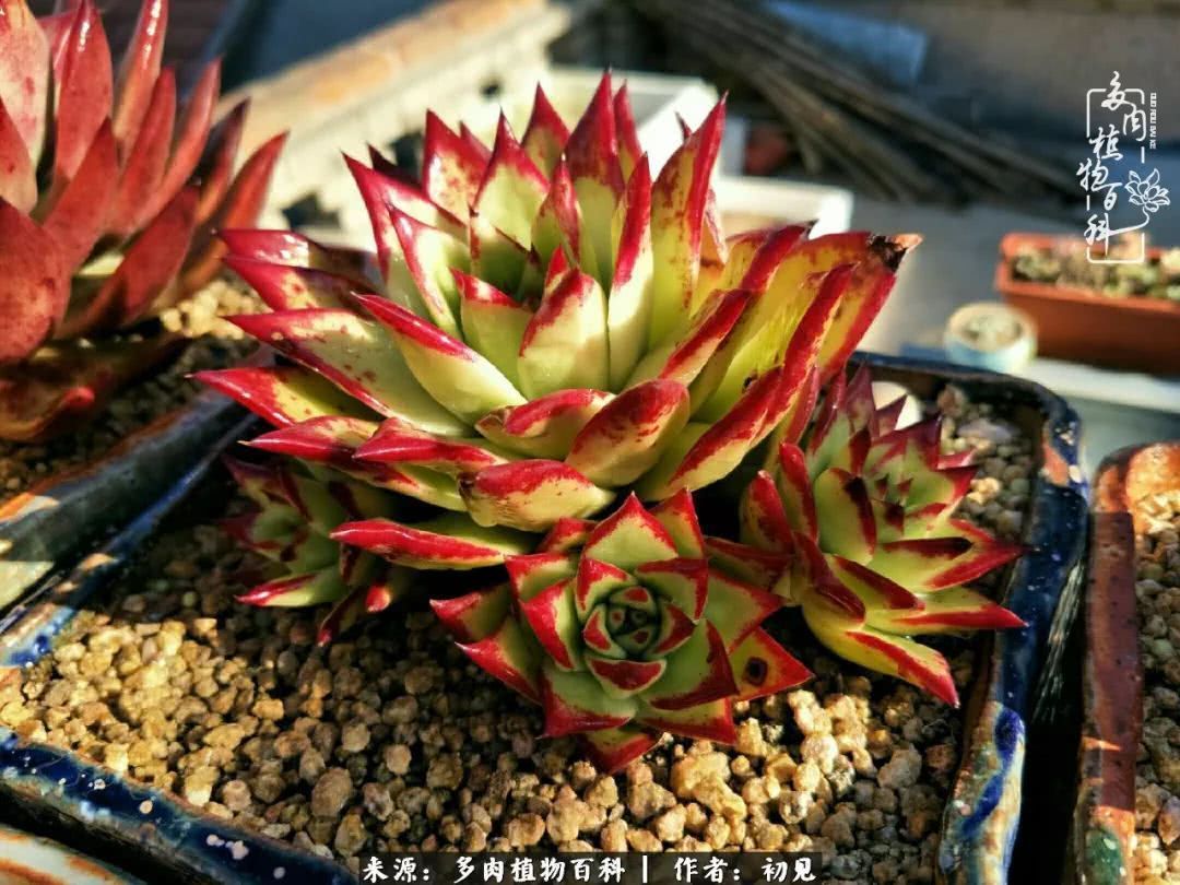 养多肉四周年，从初见到爱恋！幸福一直藏在浅薄的日子里！