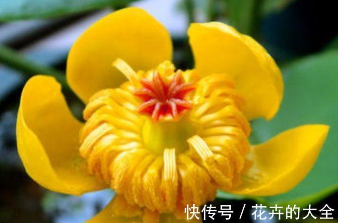 高雅|农历7月15号起,最适合养这些花,花期长易打理,花朵清新高雅