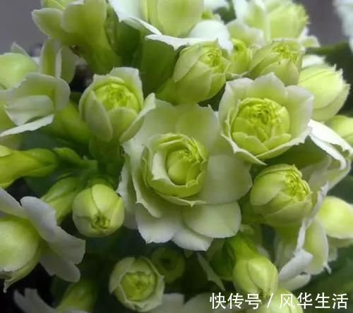 最有仙气的花卉，号称爆盆小能手，花名浪漫，花色珍稀，四季开花