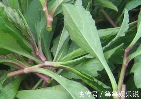 碱性食物|立秋后,咳嗽多难入眠,莫慌!常食此野菜,清热解毒、治疗咳嗽