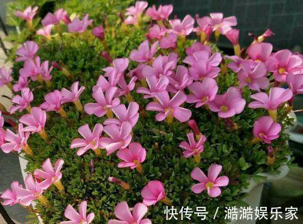 养花杀手养啥养不活这些花寓意好、皮实好养活,附养花技巧!