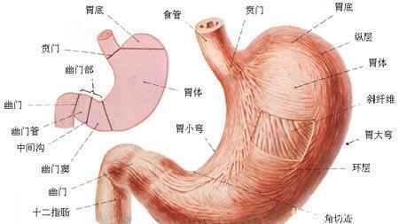 脏腑相通，五脏的生理功能多奇妙