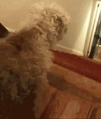 |搞笑动图:小狗下楼梯也这么有个性?