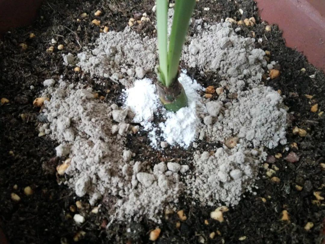 夏天养花“招虫子”6种方法存好了，安全又有效！