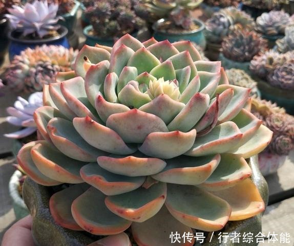 放在顶楼露养1个月后,给多肉拍照的时候,再也不用开滤镜了!