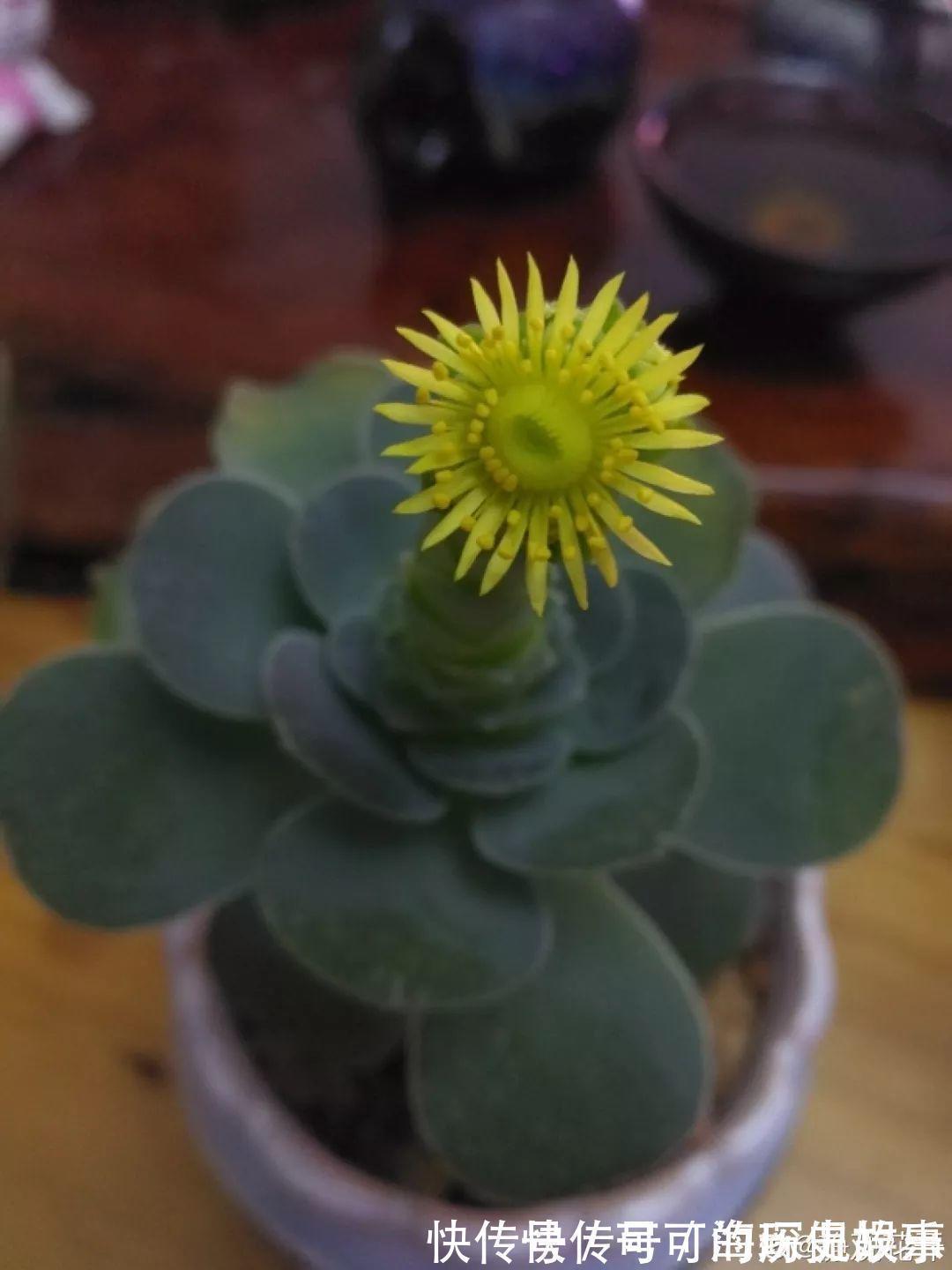 静夜静夜|6种多肉太难养,赶紧留个种,省得每年都要重新买!