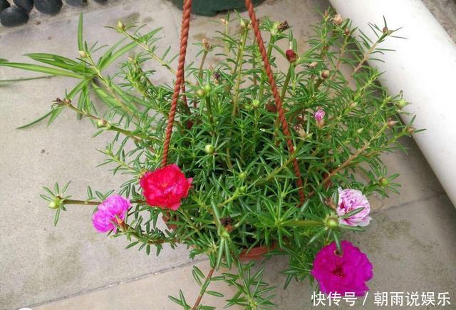 一年生|养一年生太阳花和宿根太阳花,用1招,一棵养2年,开花多变老桩