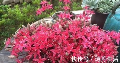 鲜艳|此款冷门多肉,开花鲜艳漂亮,人称“花仙子”,养过的人不多
