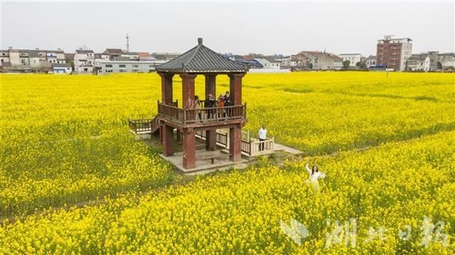 蔡甸消泗乡万余亩油菜花盛开（组图）