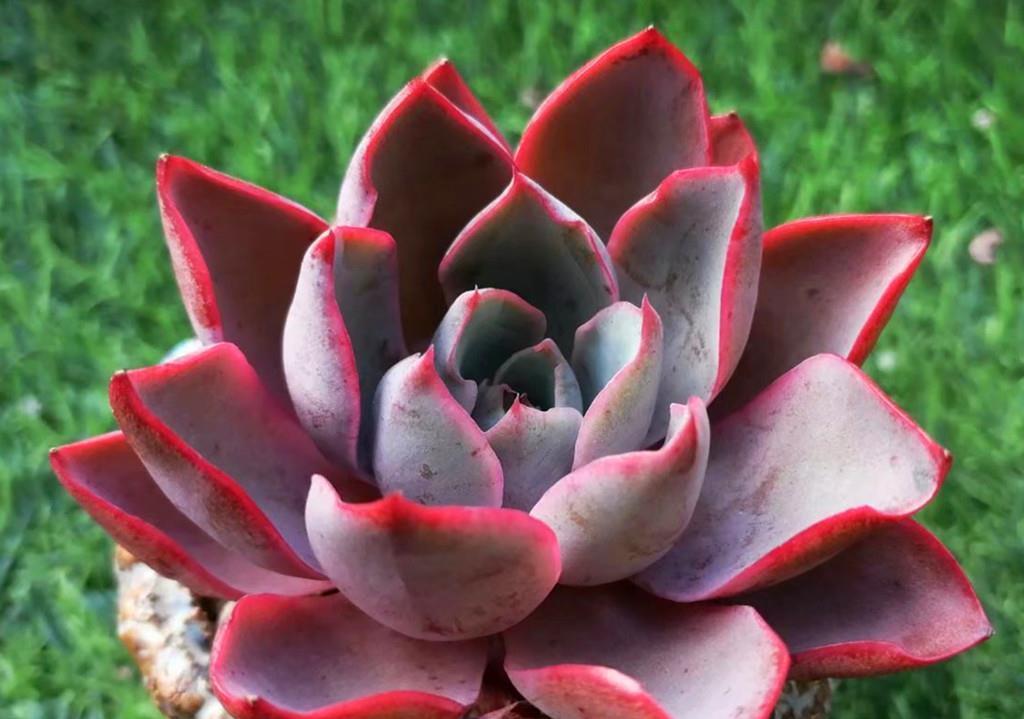 小美|买回家时还是小美肉,养不久就变成了小丑肉?从这些方面找找原因