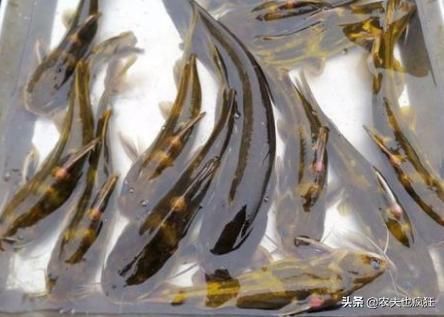 养殖|俗称“水蜂子”,我国特有的冷水鱼,1年长不到1两,却卖200元1斤