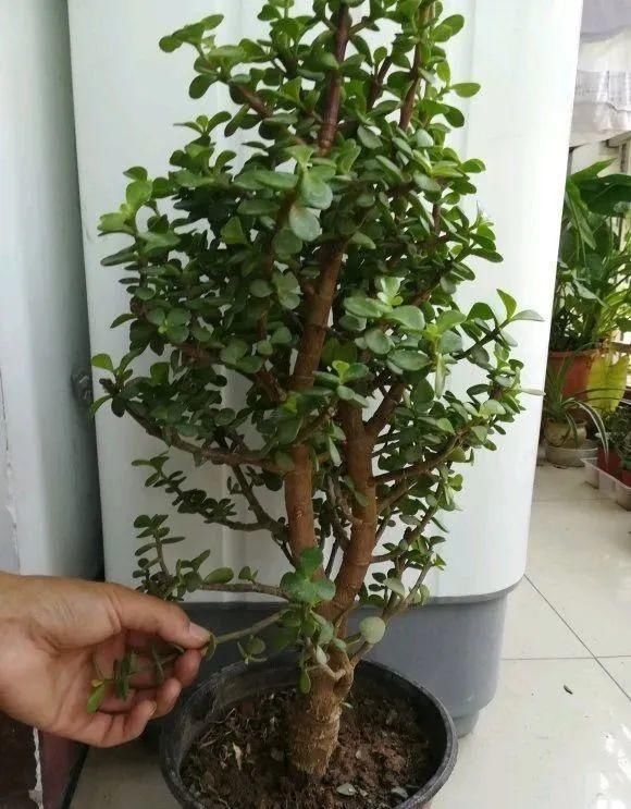虎皮兰,红掌,吊兰养成老桩,变成大树,真壮观