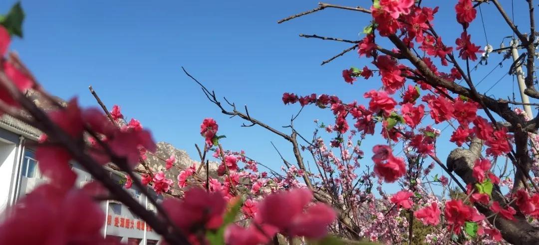 中年|北京海淀凤凰岭丨春节免费游园,助力“留京过年”!