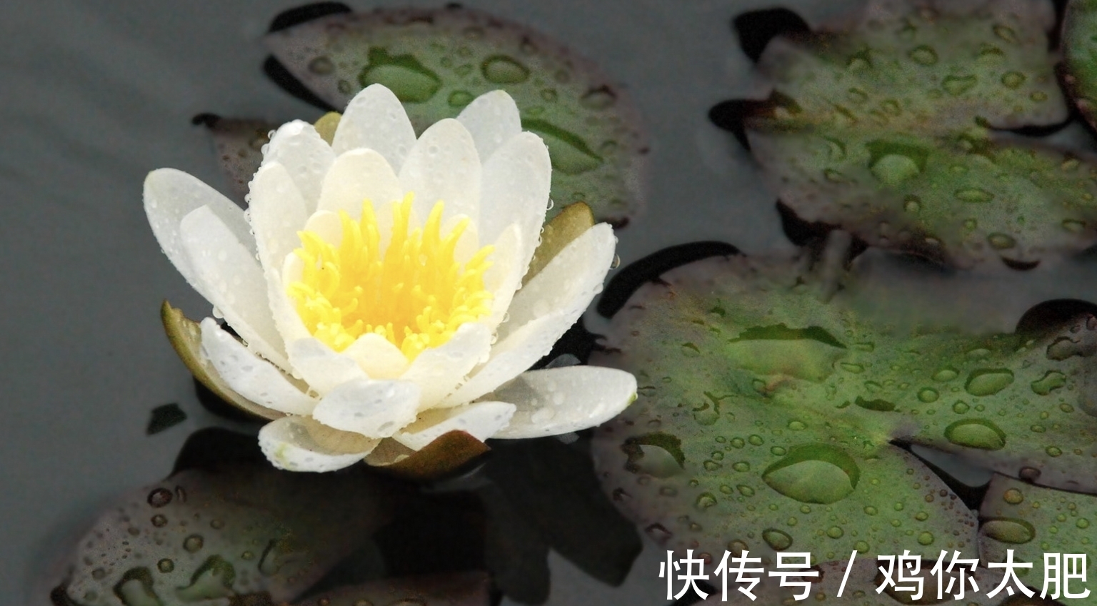 地久天长|8月,思念微凉,相思难忘,不舍旧情,3生肖桃花灿烂,地久天长