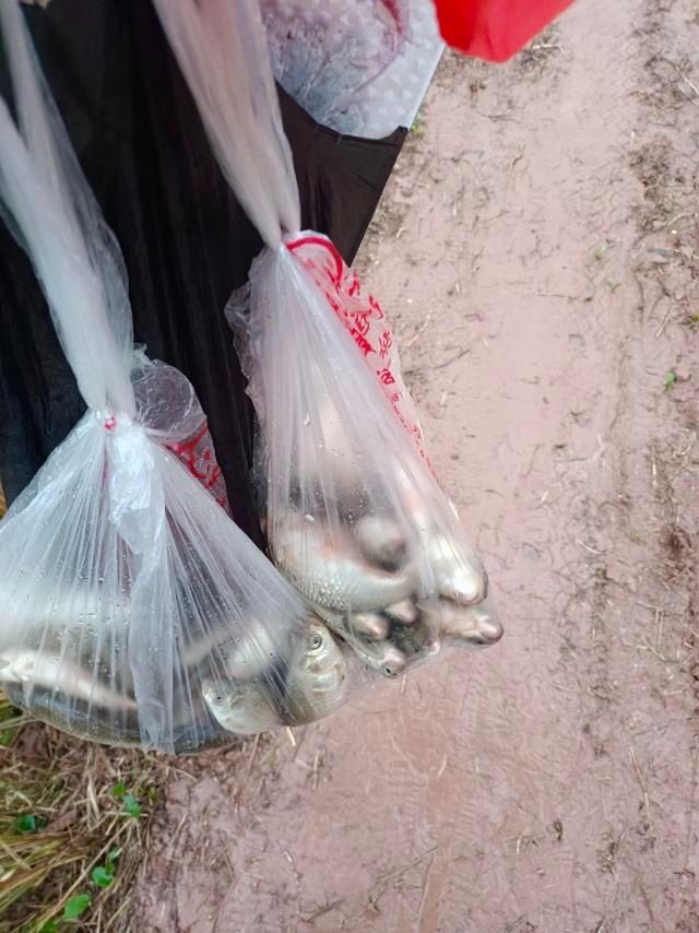 从年尾钓到年头,寓意年年有渔