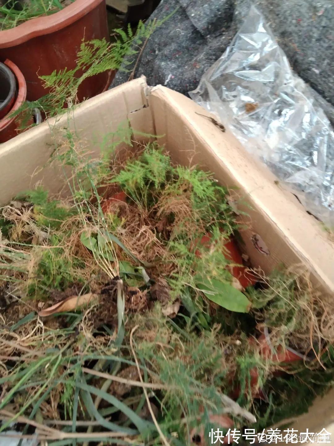 养花大棚倒闭,“贵货花”路边扔了一地,后悔没带个大麻袋